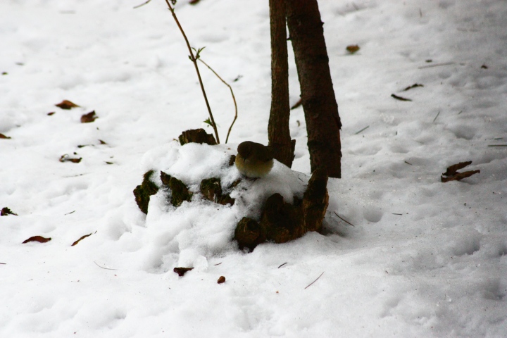 Dalla finestre...nella neve.